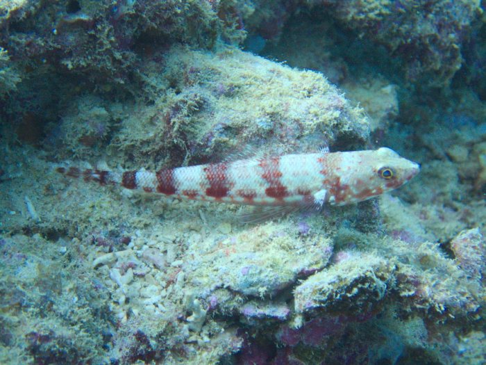 Synodus binotatus