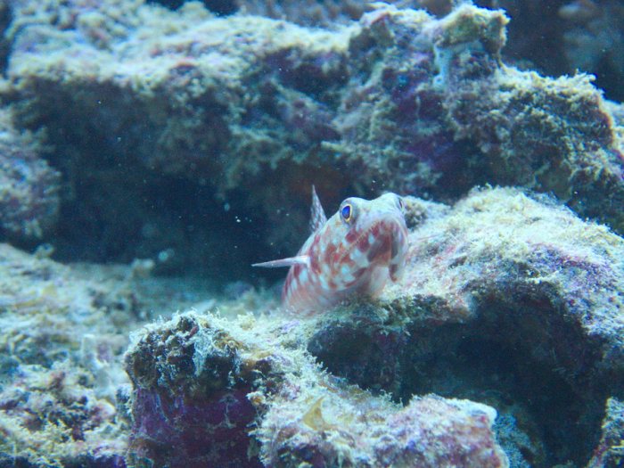 Synodus binotatus