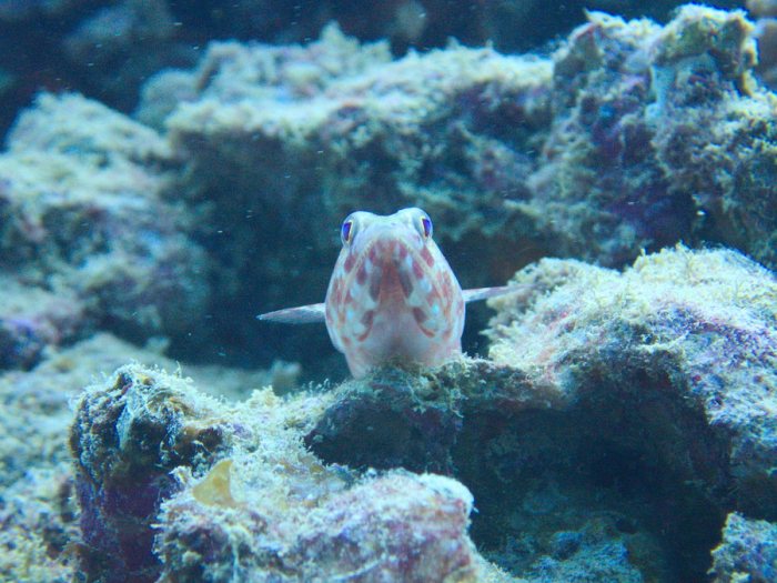 Synodus binotatus