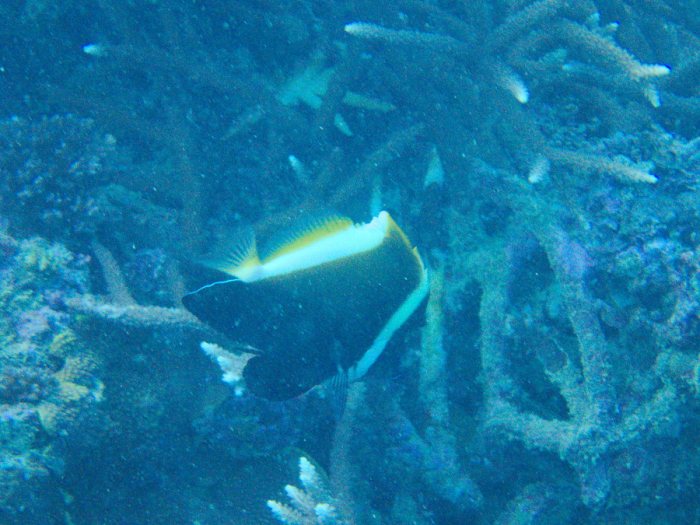 Heniochus varius