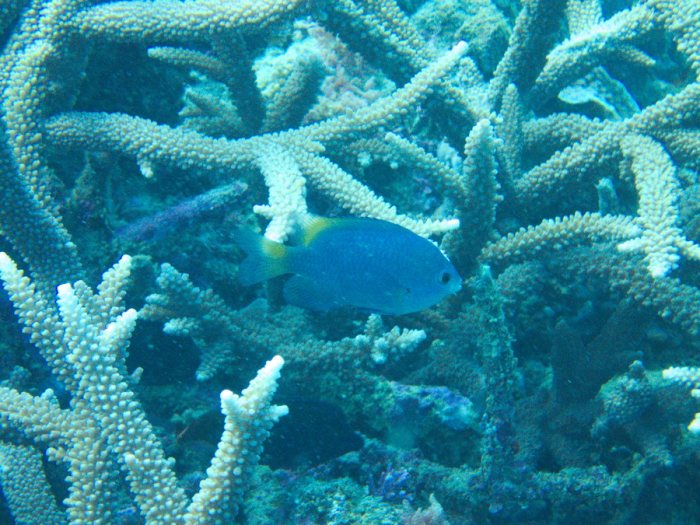Plectroglyphidodon imparipennis
