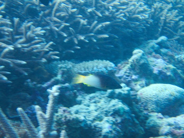 Bodianus axillaris