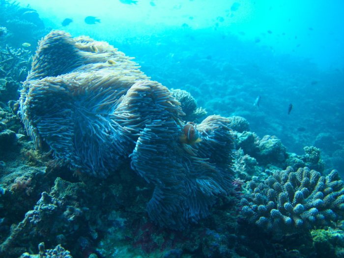 Amphiprion perideraion