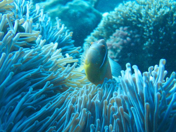 Amphiprion perideraion