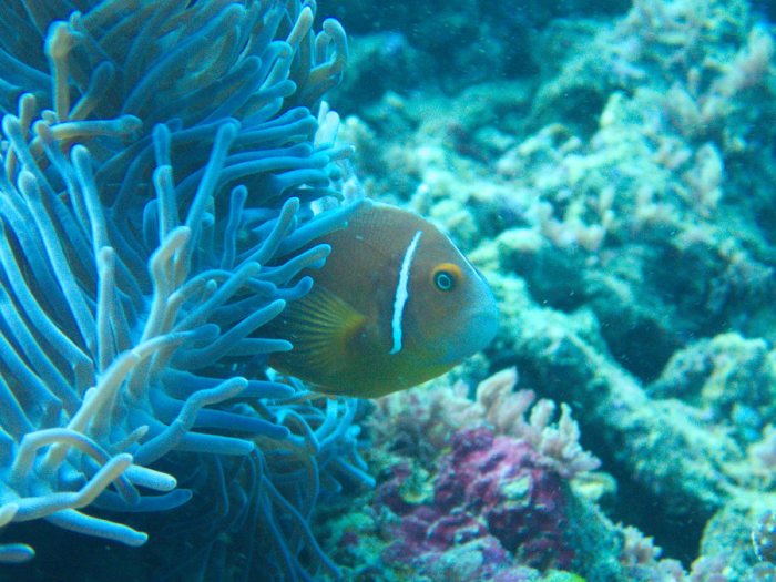 Amphiprion perideraion
