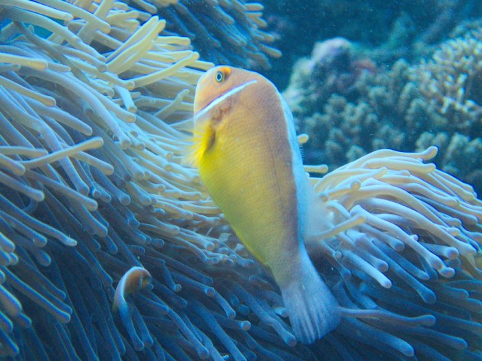 Amphiprion perideraion