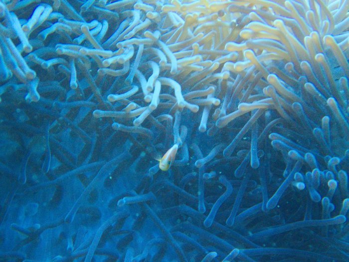 Amphiprion perideraion