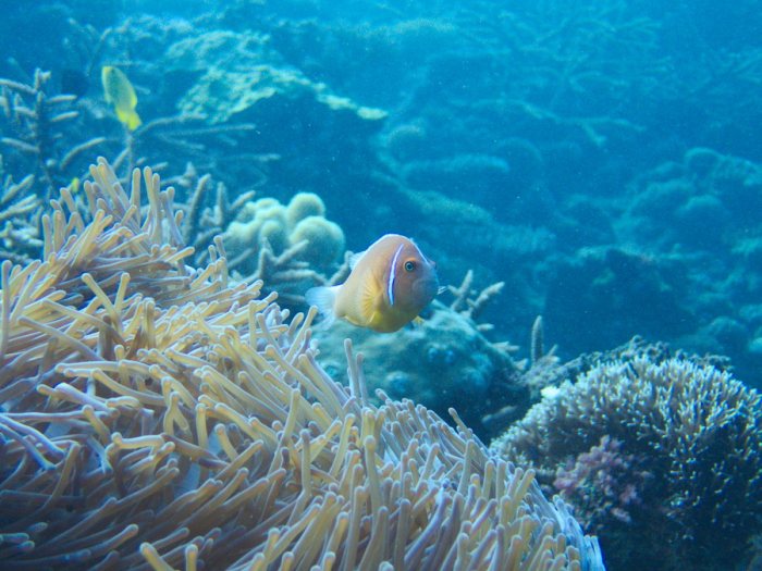 Amphiprion perideraion