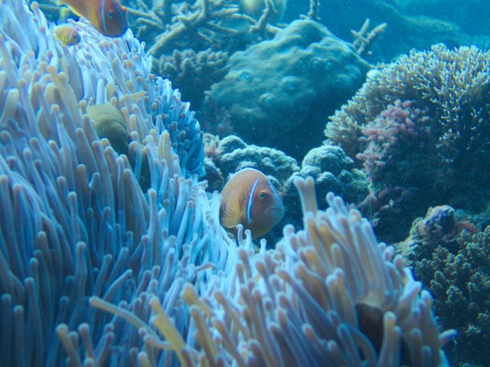 Amphiprion perideraion