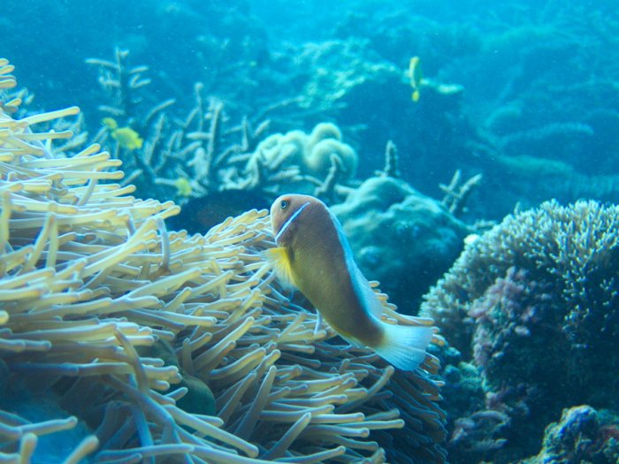 Amphiprion perideraion