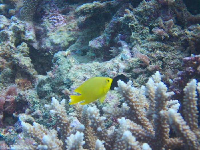 Pomacentrus moluccensis