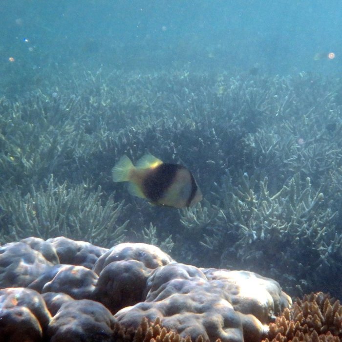 Diploprion bifasciatum