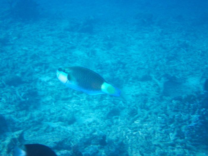 Poisson-perroquet