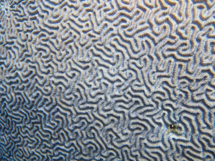 Corail dur