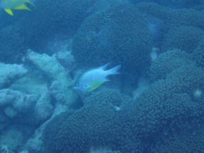 Amblyglyphidodon orbicularis