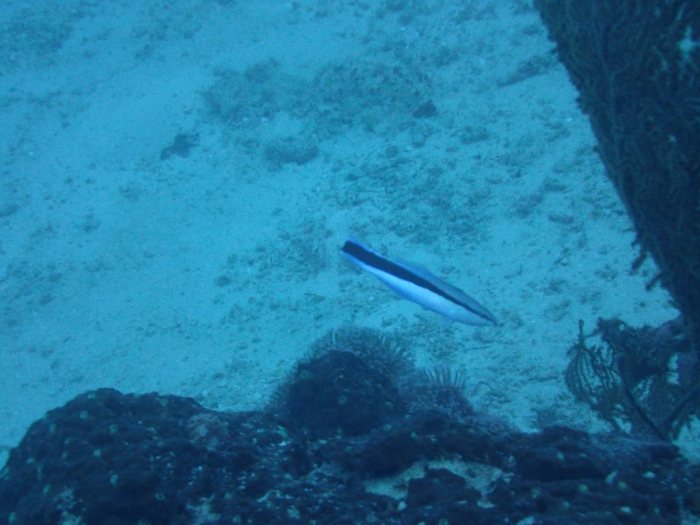 Labroides dimidiatus