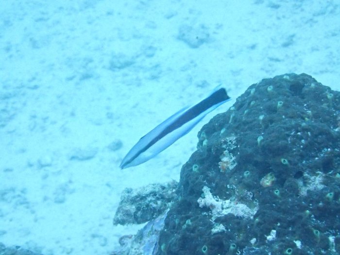Labroides dimidiatus