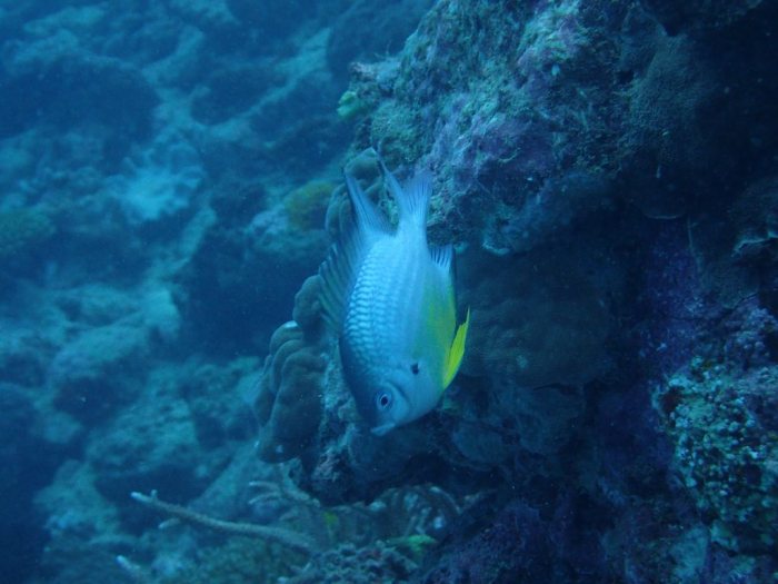 Amblyglyphidodon orbicularis