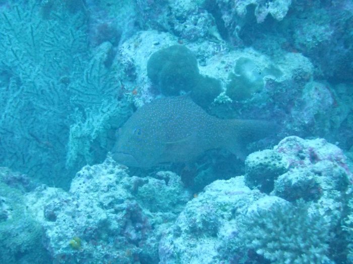 Plectropomus leopardus