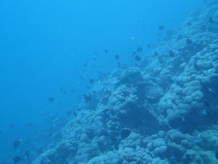 Chromis margaritifer