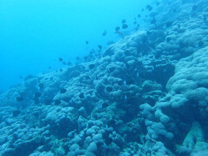 Chromis margaritifer