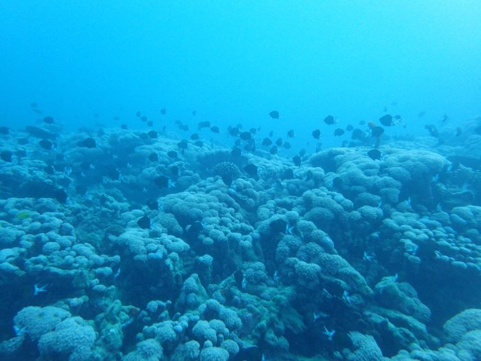 Chromis margaritifer