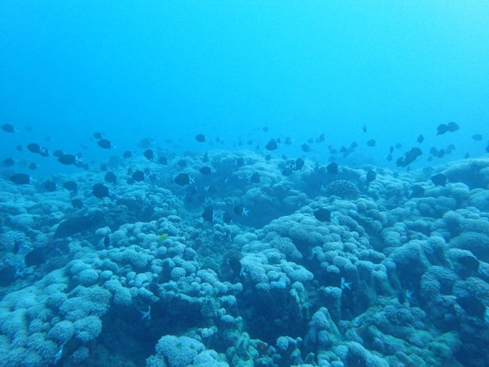 Chromis margaritifer