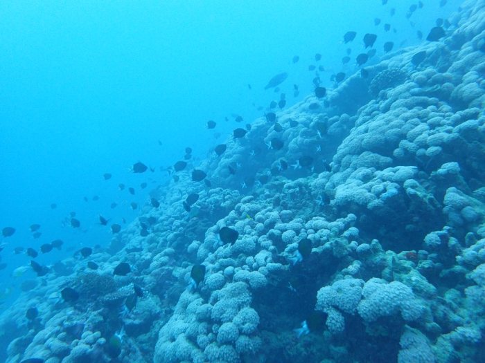 Chromis margaritifer