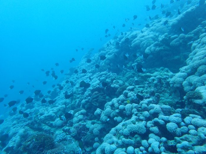 Chromis margaritifer