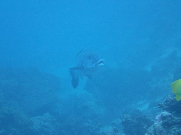 Plectorhinchus picus