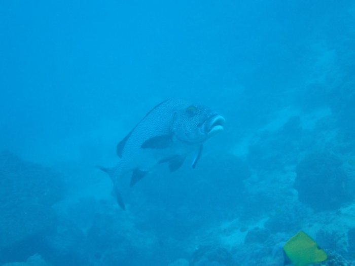 Plectorhinchus picus