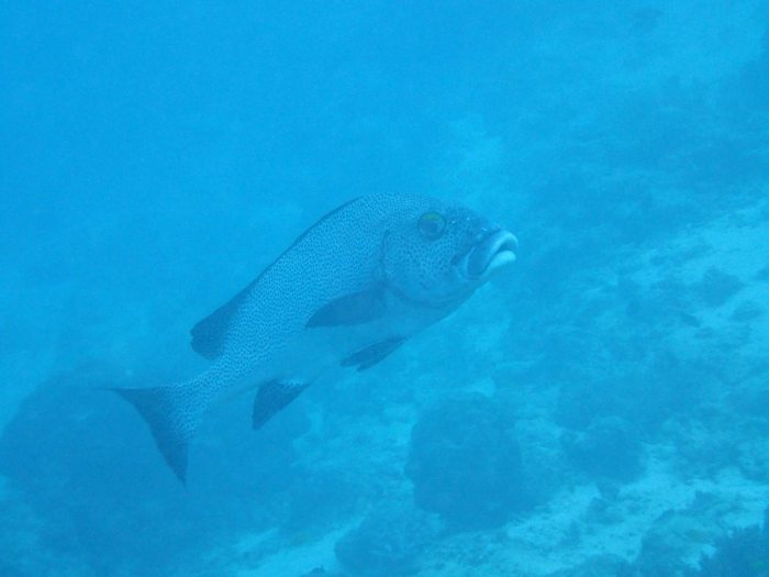 Plectorhinchus picus