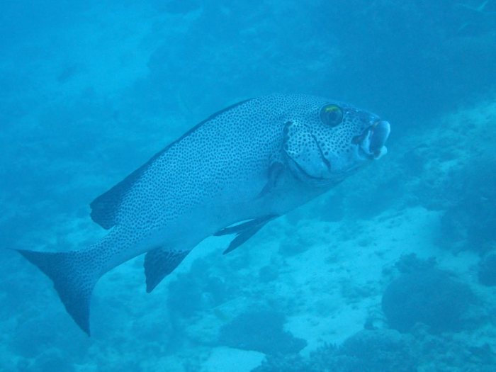 Plectorhinchus picus