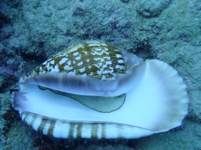 Mollusques