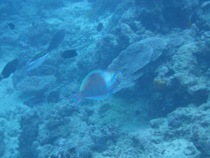 Poisson-perroquet