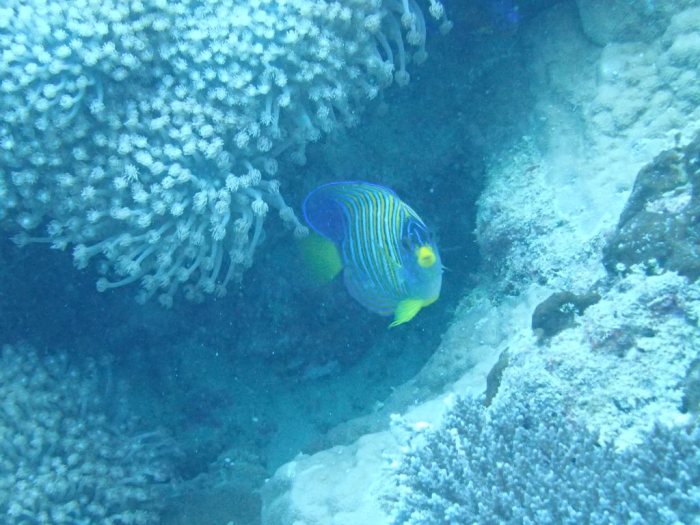Pygoplites diacanthus