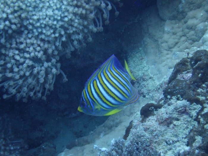 Pygoplites diacanthus
