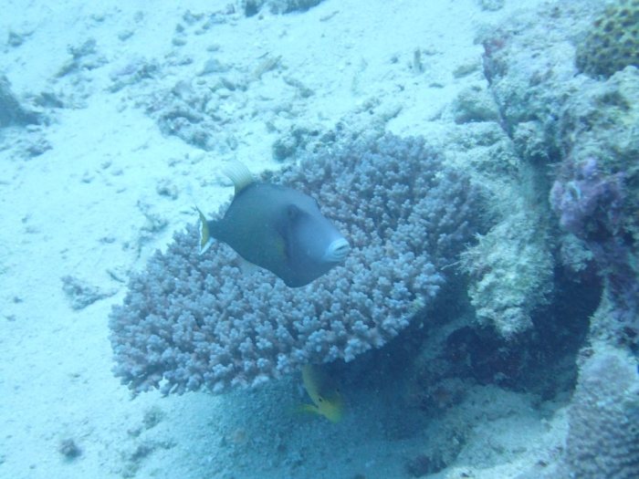 Cantherhines dumerilii