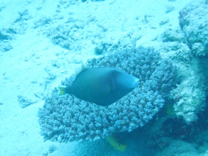 Cantherhines dumerilii