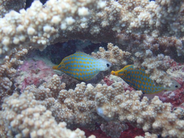 Oxymonacanthus longirostris