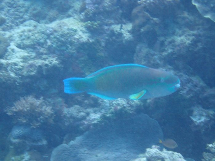 Poisson-perroquet