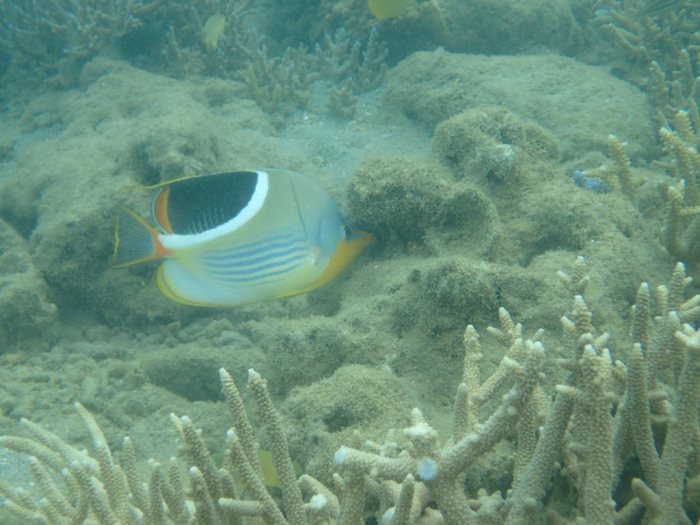 Chaetodon ephippium