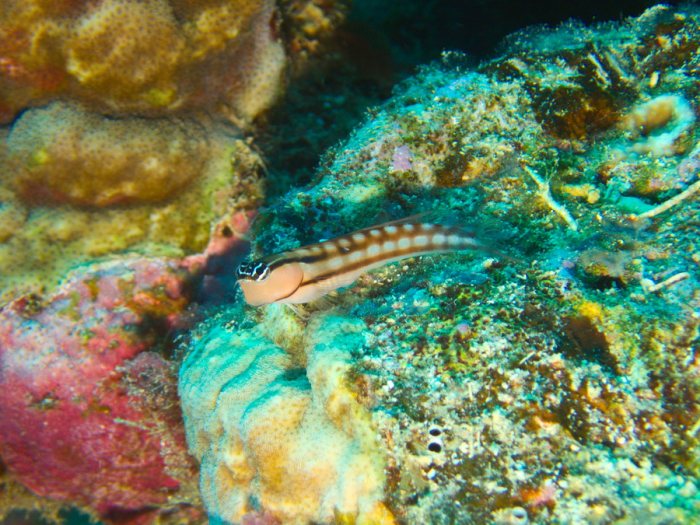 Ecsenius yaeyamaensis
