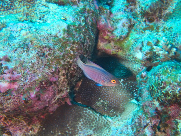 Cirrhilabrus lineatus