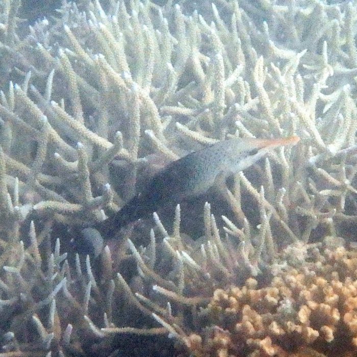 Gomphosus varius