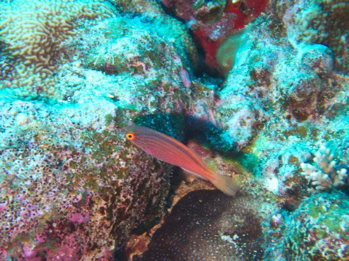 Cirrhilabrus lineatus