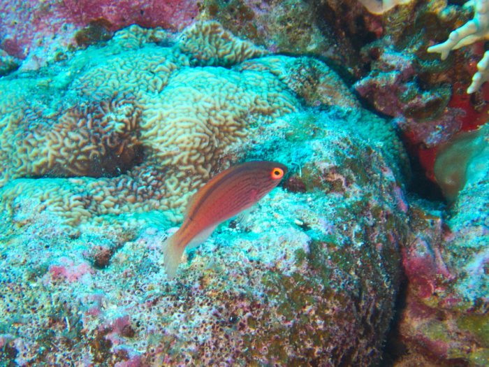 Cirrhilabrus lineatus