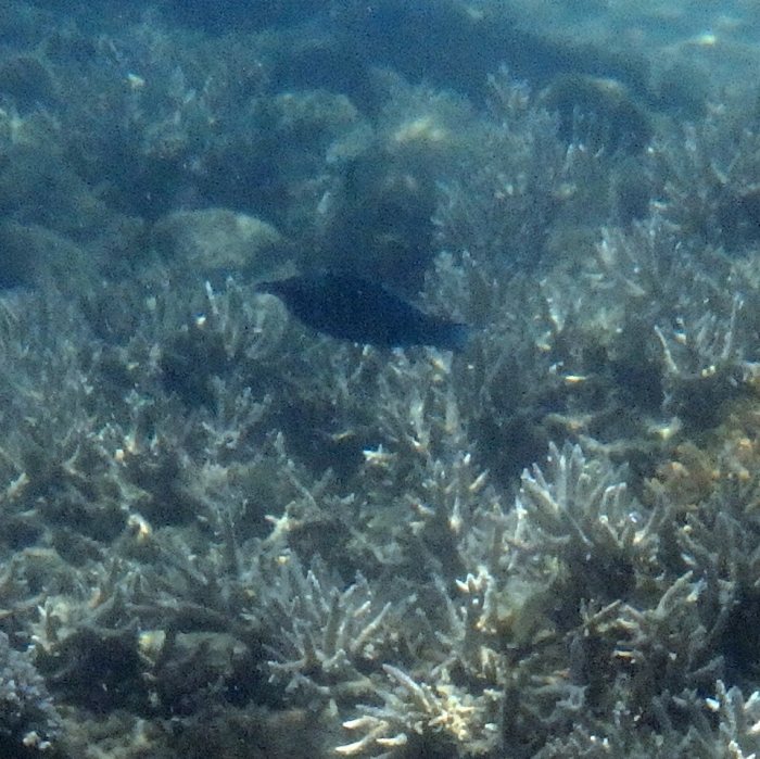 Gomphosus varius
