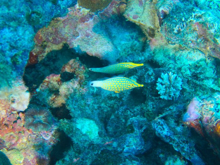 Oxymonacanthus longirostris