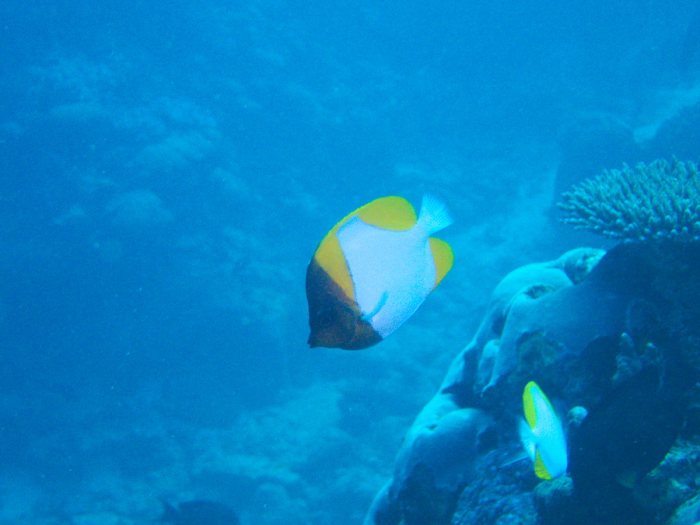 Hemitaurichthys polylepis